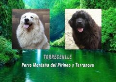 Criadero De Torrecenlle