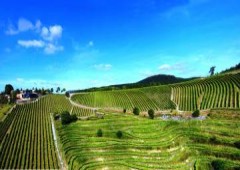 Bodega Berroja