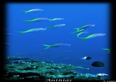 B'Leu ocean B'Leu ocean