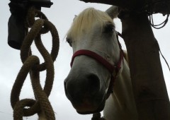 CHEVAUX DU MAïDO