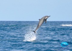 DOLSWIM Ltd nage avec les dauphins