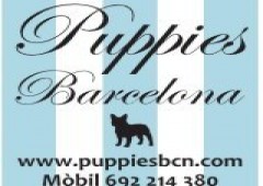 Puppies Barcelona