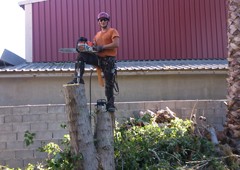 Poda Y Tala 