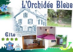 L' Orchidée Bleue